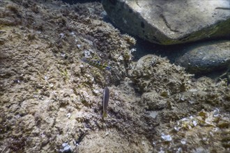 Sea Life Underwater rocks Sunlight, Underwater Life