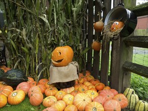 Funny carved pumpkins in front of a corn field, borken, münsterland, germany