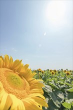 Sunflower, Field of blooming sunflowers