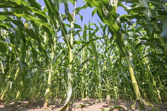 Green field of corn growing up in farmland