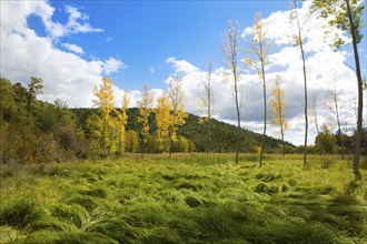 Autumn fall forest with yellow golden poplar trees outdoor nature and blue sky