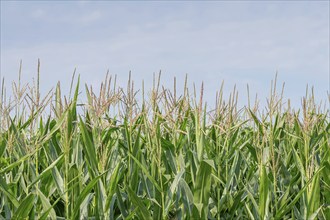 Green field of corn growing up in farmland