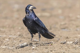 Rook on the field (Corvus frugilegus)