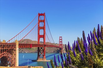 Golden Gate Bridge San Francisco purple flowers Echium candicans in California