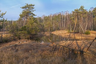 A small lake on a peat bog. Sunny day at the end of November