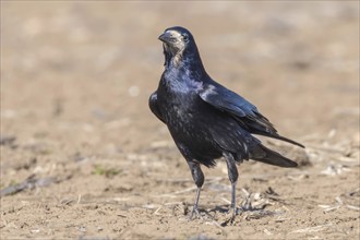 Rook on the field (Corvus frugilegus)