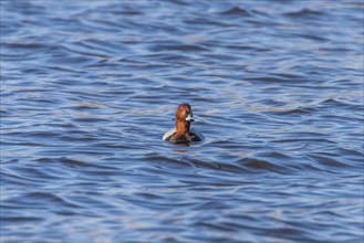 Common Pochard male swimming in the lake (Aythya ferina)