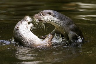 River Otter, European Otter (Lutra lutra), European otter