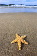 Starfish on the beach