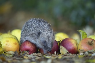 European hedgehog (Erinaceus europaeus) adult animal on fallen apples in a garden in the autumn,