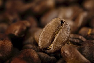 Roasted coffee beans, Vienna, Austria, Europe