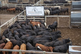 Oklahoma City, Oklahoma, Cattle in a pen awaiting auction at the Oklahoma National Stockyards.