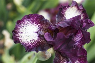 Beautiful multicolored iris flower bloom in the garden. Close up, fragility and summer concept