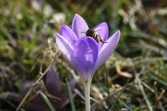 Crocus blossom, bee, February, Germany, Europe