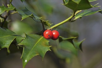 Holly (Ilex aquifolium), February, Germany, Europe