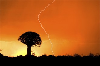 Sunset with lightning in the quiver tree forest, Namibia, Africa, Africa