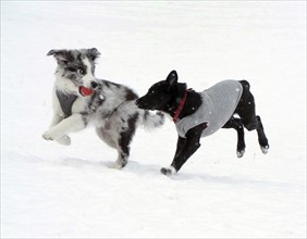 Two dogs playing with a ball in a snowy park, Berlin, 09/02/2021