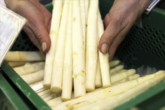 Verkäuferin hält einen Spargelbund in ihren Händen (Sales woman holding a bunch of asparagus in her