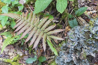 Green fern with lichen in the jungle. Malaysia