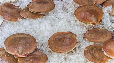 Fresh clams with brown shells on the ice