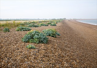 Vegetated shingle ecosystem with sea kale, Crambe maritime, growing at Shingle Street, Suffolk,