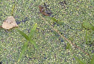 Texture of duckweed on the surface of the water