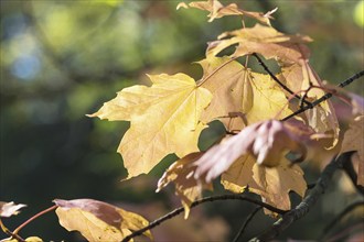 Autumn maple leaves in botanical garden on a sunny day