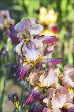 Colorful purple and yellow irises in a botanical garden