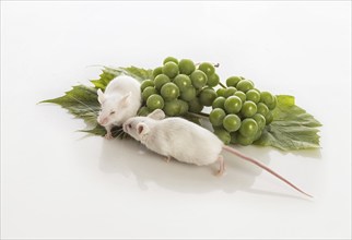 Two small white mice with bunches of green grapes on a white background