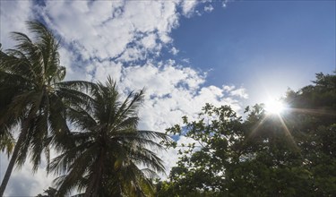 Palm trees and sun on a background of blue sky