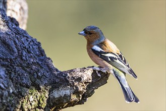 Male of Chaffinch, Fringilla coelebs, bird in forest at winter sun