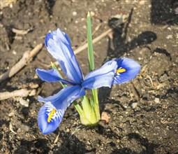 Iris blooming in the botanical garden in spring