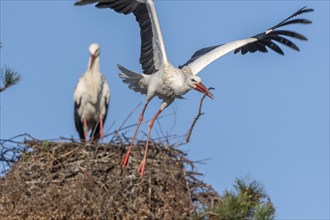 Pair of white stork (ciconia ciconia) building their nest in spring. Bas Rhin, Alsace, France,