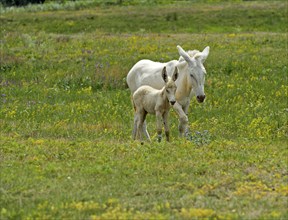 Mare with foal of the Austro-Hungarian White Baroque Donkey (Equus asinus asinus), Ferto Cultural