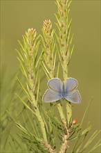 Common blue butterfly (Polyommatus icarus), male, Provence, southern France