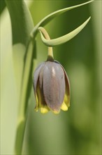 Turkish checkerboard flower or Michailovsky's fritillary (Fritillaria michailovskyi), flower,