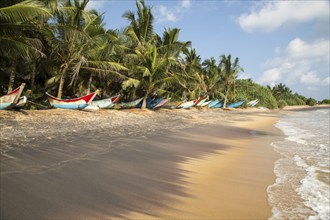 Brightly coloured fishing canoes under coconut palm trees of tropical sandy beach, Mirissa, Sri