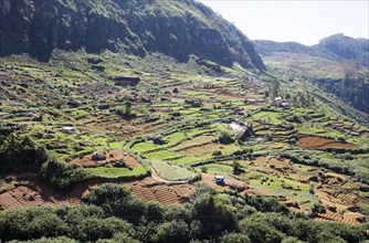 Landscape view of intensively cultivated valley sides, Ramboda, near Nuwara Eliya, Central