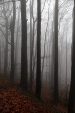 Beech woodland obscured by low cloud fog, Shipka Pass, Bulgaria, eastern Europe, Europe