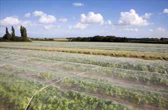 Turnip crop growing in a field under protective fleece, Hollesley, Suffolk, England, United