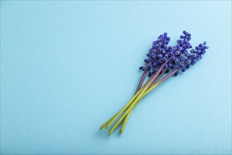 Muscari or murine hyacinth flowers on blue pastel background. side view, copy space, still life.