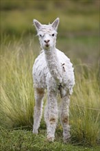 Alpaca (Vicugna pacos), young animal, in the Reserva Nacional de Salinas y Aguada Blanca, Province