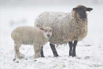 Domestic sheep (Ovis aries) adult ewe farm animal and juvenile lamb in a snow covered grass field,