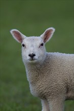 Domestic sheep (Ovis aries) juvenile lamb farm animal standing in a grass field, England, United