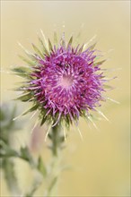 Musk thistle (Carduus nutans), flower, North Rhine-Westphalia, Germany, Europe