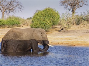 An elephant crosses the Chobe, the lower reaches of the Cuando River, on the border of Namibia and