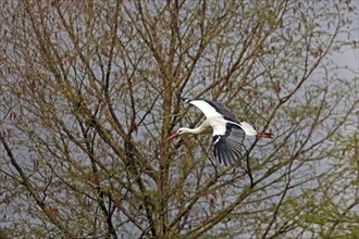 White stork (Ciconia ciconia), flying