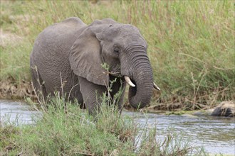 African bush elephant (Loxodonta africana), young adult male feeding on reeds in the bed of the