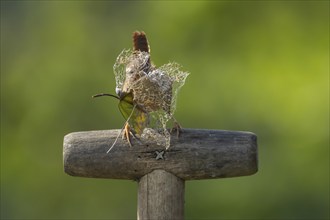 European wren (Troglodytes troglodytes) adult bird on a garden fork handle with nesting material in