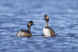 Black necked grebe (Podiceps nigricollis) two adult birds in breeding plumage performing their